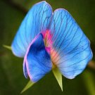 Rare Lathyrus odoratus 50 Seeds - Deep Blue, Sky Blue, and Pink in One Flower