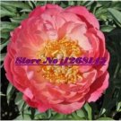 Rare 10 pcs Peony 'Coral Sunset' (Large -) Paeonia lactiflora Bonsai seeds
