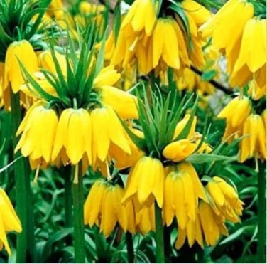 Rare 50 PCS Yellow Imperial Crown bonsais Fritillaria imperialis Lutea