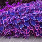 Rare 100pcs Blue Coleus Blumei Pink Edge Beautiful Unique Perillic Foliage