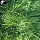 Rare Ryegrass Grass Semente 1000pcs Plant Evergreen Forage Grass
