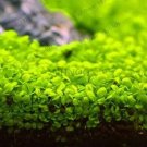 Rare 300 PCS Aquarium Aquatic Water Grass Plant Glossostigma Hemianthus Callitrichoides