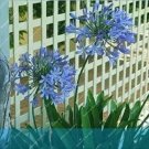 Rare 50PCS Agapanthus Africanus Beautiful Home Garden