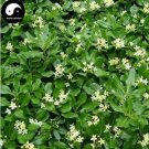 Rare Tobira Tree Semente 60pcs Plant Shrub Tree Pittosporum Hai Tong