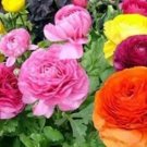 Rare 50 PCS Ranunculus Asiaticus Flower for Home Garden