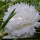 Rare 500 Pcs Big Flower Bonsai Bag of Portulaca grandiflora