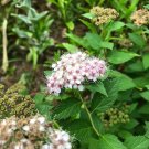 Rare Spirea Japanese Meadowsweet 200 Seeds Easy to Seasons Seeds