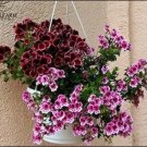 Rare 10PCS Geranium 'Martha Washington' Mixed Redish Black and Pink Purple