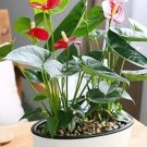 Rare 120Pcs/Bag Anthurium Bonsai Indoor Potted Hydroponic Flowers Seeds