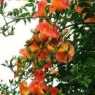 Rare 20pcs Campsis Seeds, Trumpet Vine, Trumpet Creeper Flower