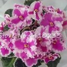 Rare 50 Pcs Purple Small Colorful Rare African Flower Plants