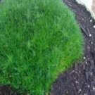 Rare 500 Pcs Imported Irish Moss Seeds, Sagina Subulata