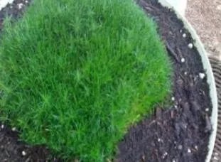 Rare 500 Pcs Imported Irish Moss Seeds, Sagina Subulata
