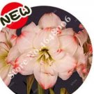 Rare 100 Pots Amaryllis Bonsai Pots Hippeastrum Flowers