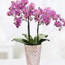 Rare 100 Hydroponic Orchid Seeds Bonsai Indoor Flower