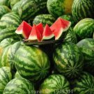 Rare 30pcs Lazy Melon King Watermelon Bonsai red Meat Garden Balcony Potted Fruit