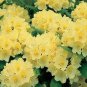 Rare 50 pcs / Bag Japanese Azalea Rhododendron Azalea Flower seeds