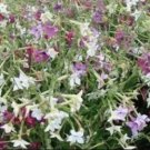 Rare 200 pcs/lot Nicotiana Alata -s Home Garden Multi-Color