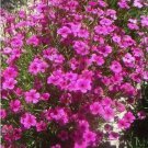 Rare 100pcs/lot agrostemma githago Flower Home Garden colour 4