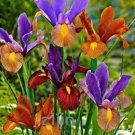 Rare 100 pcs/bag colorful iris bonsai flowers heirloom malan tectorum