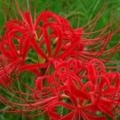 Rare 100 Pcs Lycoris Bonsai Flower Seeds Perennial Flower Planting Bonsai Indoor Flower