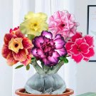 Rare 10 PCS Mixed Colorful Desert Rose Seeds Bonsai Indoor Balcony Adenium Fragrant Flowers