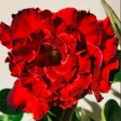 Rare 2 PCS Dark Red Desert Rose Seeds 6-Layer Damask Adenium Flowers