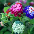 Rare 100 PCS Lantana Seeds, Mixed Colors - Exotic Flower Seeds