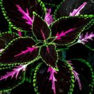 Rare Coleus King Kong Seeds - 100 Rare Seeds for Planting - Vibrant Blooms