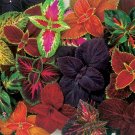 Rare 100 PCS Mixed Coleus Flower Seeds Colorful