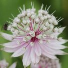 Rare 50 pcs Astrantia Major The Great Masterwort Seed Single Or Multiple