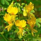 Rare 70 Seeds Canary Creeper Nasturtium Vine Tropaeolum Peregrinum Yellow Bird Flower Seeds
