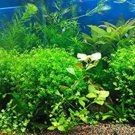 Rare 1000Pcs/Bag Aquarium Plants Seeds Artificial Aquarium Plant