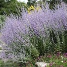 Rare 60 Seeds of Perennial Perovskia Atriplicifolia - 'Russian Sage'. Aromatic,