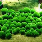 Rare 200 Pieces Mixed Water Grass Plants for Aquarium Fish Tank