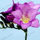 Rare 100 Pcs/Bag Freesia Garden Bulbs True Freesia Bonsai Flowers Orchid Flowers