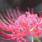 Rare 100 unidades/bolsa Bonsai Lycoris flor no Lycoris foco colores