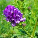 Rare 200 Pcs/Bag Alfalfa Seeds Perennial Medicago Sativa Seeds