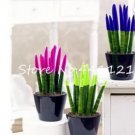 Rare 200 Pcs Mixed Sansevieria Trifasciata Bonsai Potted Balcony Office Seed