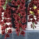 Rare 100 Pcs Dark Red Chinese Cymbidium Orchid seeds