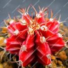 Rare 100 Rare Lithops Plants 24 Kinds of Cactus Plants Organic Garden Succulents