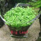 Rare 500 Pcs Aquarium Glossostigma Hemianthus Callitrichoides Bonsai Water Grass