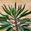 Rare 50 Seeds Kalanchoe Daigremontiana Mother of Millions Bare Root Plantlet Seeds