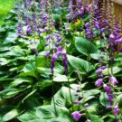 Rare 100 pcs Hosta Seed Perennials Plantain Lily Flower White Lace