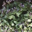 Rare Pulmonaria (Lungwort) officinalis 50 Seeds