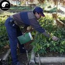 Rare Rubber Tree Semente 4pcs Plant Hevea Brasiliensis for Xiang Jiao