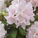 Rare 200 Pcs/Bag Exotic Japanese Azalea Bonsai Mixed Color Rhododendron Azalea Flower