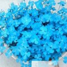 Rare 200 Blue Lucky Four Leaf Clover Grass Plants Countryside Decoration Flower