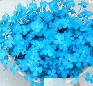 Rare 200 Blue Lucky Four Leaf Clover Grass Plants Countryside Decoration Flower