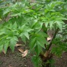 Rare J40 Ashitaba Plant Seeds